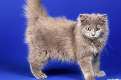 500+ HD Wallpapers For PC 1920x1080 Feee Download 2016