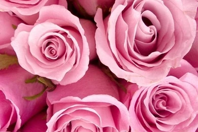 Pink Roses. 26 Valentine's Day Flowers Wallpapers For iPhone ...