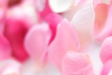 Pink iPhone 4s Wallpapers