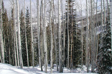 Koopman Wallpapers 1600x1200