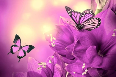 Purple Spring Flowers Wallpapers
