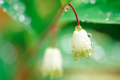 Gallery For   Free Spring Flowers Wallpapers