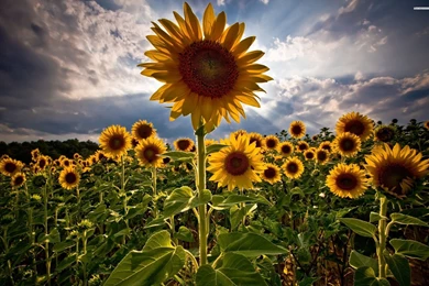 Sunflower Field Wallpapers