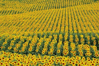 Free Wallpapers 25+ Beautiful Subflower Pictures For Backgrounds