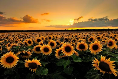 Download Sunflower Field Backgrounds HD Wallpapers