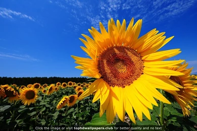 Sunflower Fields 4K Or HD Wallpapers For Your PC, Mac Or Mobile Device