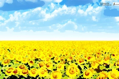 Sunflower Widescreen Wallpapers Watercolour   Photo 141 Of 191 ...