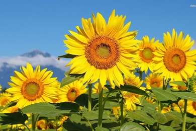 Sunflower Field Wallpapers   Flower Wallpapers