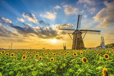 Field Sunflower Sunset Windmill Landscape Wallpapers