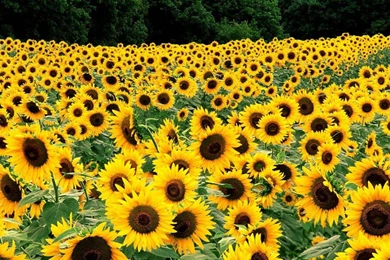 Sunflowers Fields 1440x900 Wallpapers, 1440x900 Wallpapers ...