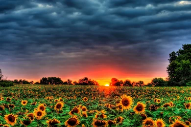 Sunset Over The Sunflower Field Wallpapers