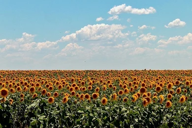 Sunflower Field HD Wallpapers