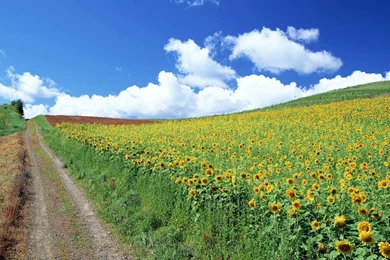 Wallpapers Sunflower, Flower, Field, Road, Clouds Desktop Wallpapers ...