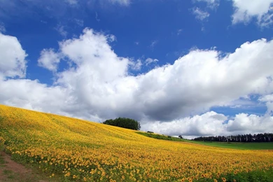 Sunflower Field Wallpapers