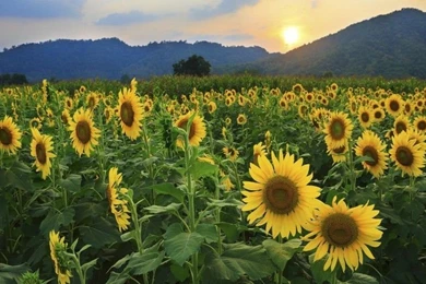 Sunflower Field 24227 Hd Wallpapers : Wallpapers13.com