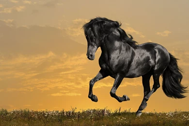 Horse Wallpapers Download HD 16112   HD Wallpapers Site