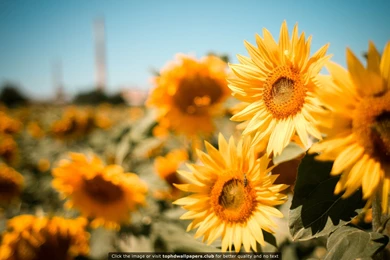 Sunflower Field 4K Or HD Wallpapers For Your PC, Mac Or Mobile Device