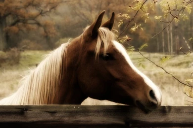Fall Wallpapers With Horse