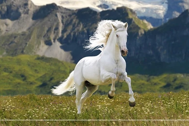 White Horse Best HD Wallpapers 4999 Hd Wallpapers
