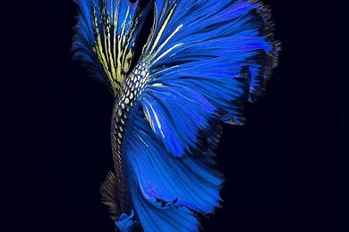 Apple Ios9 Fish Live Backgrounds Dark Blue iPhone 6 Wallpapers ...