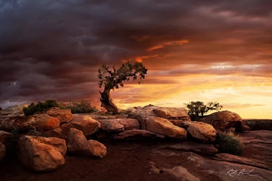 Dead Horse State Park Boulders Rock Moab Tree Lonely Tree Sunrise ...
