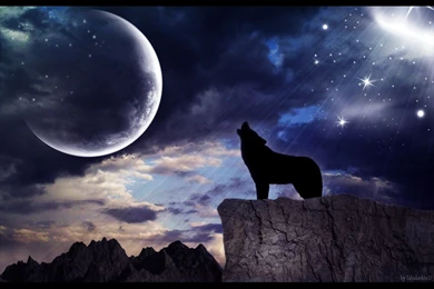 Wolf Howling   Wallpaper.
