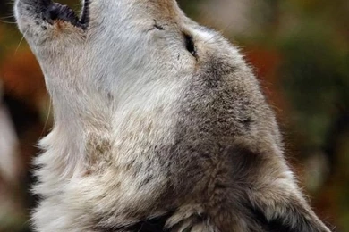 Download Wallpapers 1080x1920 Howling, Wolf, Crying, Dog Sony ...