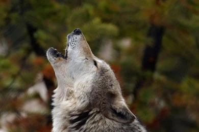 Download Wallpapers 3840x2160 Howling, Wolf, Crying, Dog 4K Ultra ...