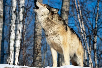 Wolf A Message From One Of Our Spirit Animals