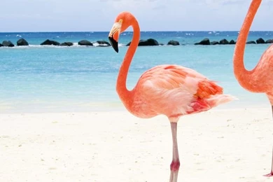 Two Flamingos On Beach Backgrounds   Beach Wallpapers