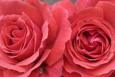 Hd Rose Wallpapers   HD Wallpapers And Pictures