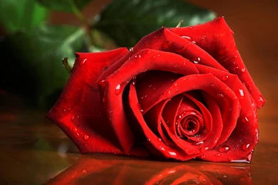 Wet Rose Hd 2880×1800