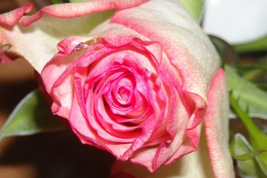 Roses Wallpapers   Barbaras HD Wallpapers