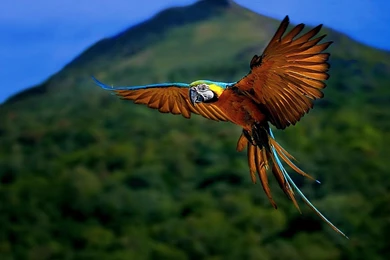 Gallery For   Download National Geographic Wallpapers Hd