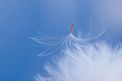 Feather Desktop Wallpaper, Feather Images Free, New Wallpapers