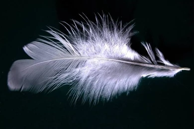 Feather Wallpapers