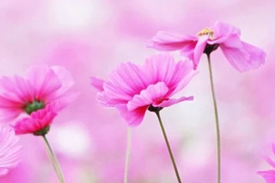 Flower Android Wallpapers – Androidwalls.org