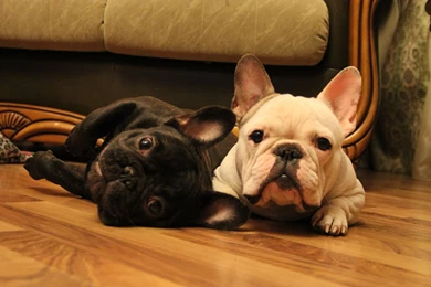 French bulldog baby wallpaper.jpg