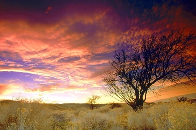 Almond Tree California Wallpapers