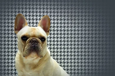 French Bulldog Wallpaper Images