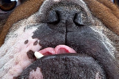 iPhone 6 Bulldog Wallpapers HD, Desktop Backgrounds 750x1334 ...