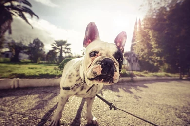 Animals French Bulldog Wallpapers