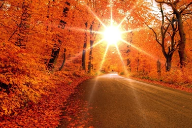 Gallery For   Autumn Leaves Desktop Wallpapers