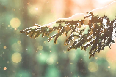 DeviantArt: More Like Snow Tree Wallpapers [1366x768] By Sikanako