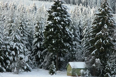 Snow Winter Trees Wallpapers.jpg