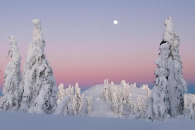 Snow Covered Trees Widescreen Wallpapers