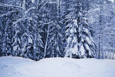 Snow And Trees Wallpapers 28071