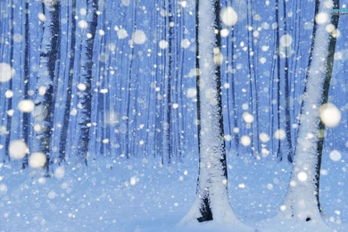 Snowy Trees Wallpapers   Artistic Wallpapers