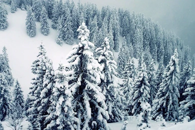 Snow Winter Trees Wallpapers Wallpapers Download