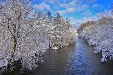 Winter Snow Trees